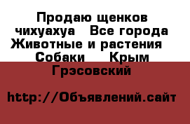 Продаю щенков чихуахуа - Все города Животные и растения » Собаки   . Крым,Грэсовский